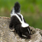 <p>omnivore; sticky; black body with large y from head to rump; small white stripe on forehead between eyes</p>