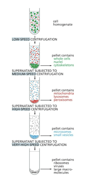 <ul><li><p>repeated centrifugation at progressively <u>higher speeds</u> will fractionate homogenates of cells into their components</p></li><li><p>in general the <strong>smaller</strong> the sub-cellular component → <strong>greater</strong> the centrifugal force required to sediment it</p></li></ul><p></p>