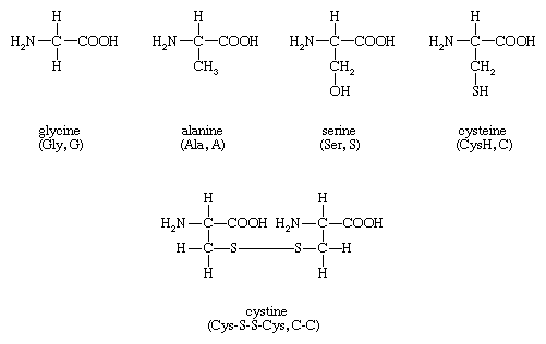 <p>each molecule has amine (NH2), acid (COOH), and CH, but the varying R group = the AMINO group</p>