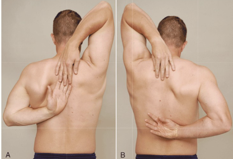 <p><strong>Purpose:</strong> Tests combined shoulder movements- internal and external rotation</p><p><strong>Positive Signs:</strong> Normal fingertip touching range</p><p><strong>Method:</strong></p><ul><li><p>Demonstrate to client to mimic</p></li><li><p>one arm over and behind shoulder</p></li><li><p>One arm reaching under and up to touch other hanf</p></li></ul><p></p>