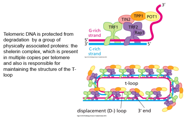 <p>Multiple telomere specific proteins bind to telomeric DNA:</p><ul><li><p>TRF1</p></li><li><p>TRF2 </p></li></ul><p></p>