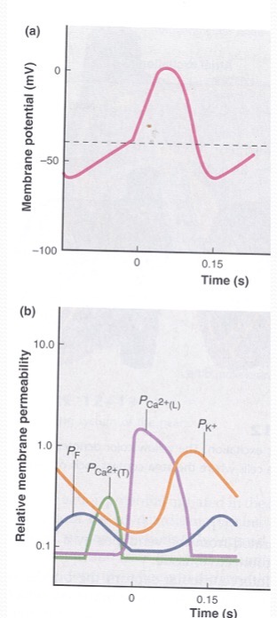 <p>How is the heart beat generate in the SA node?</p>