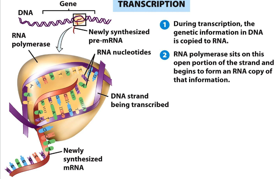 <p>A sequence of nucleotide bases in DNA is copied to messenger RNA (mRNA).</p>