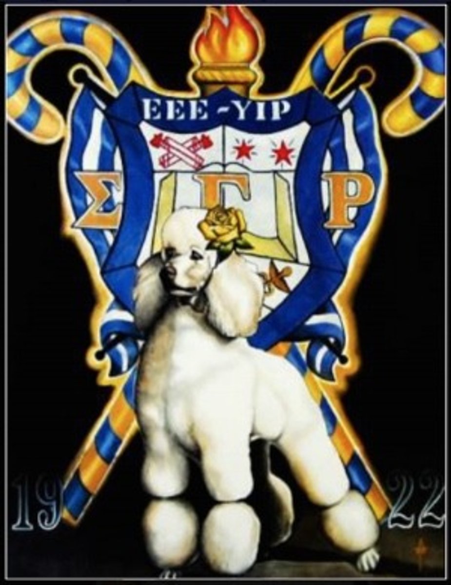 <p>French toy poodle</p>