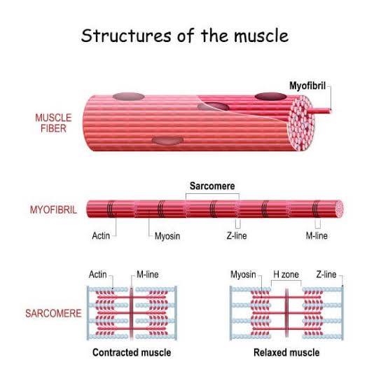 <p>two key protein filaments crucial for cell movement and muscle contraction</p>