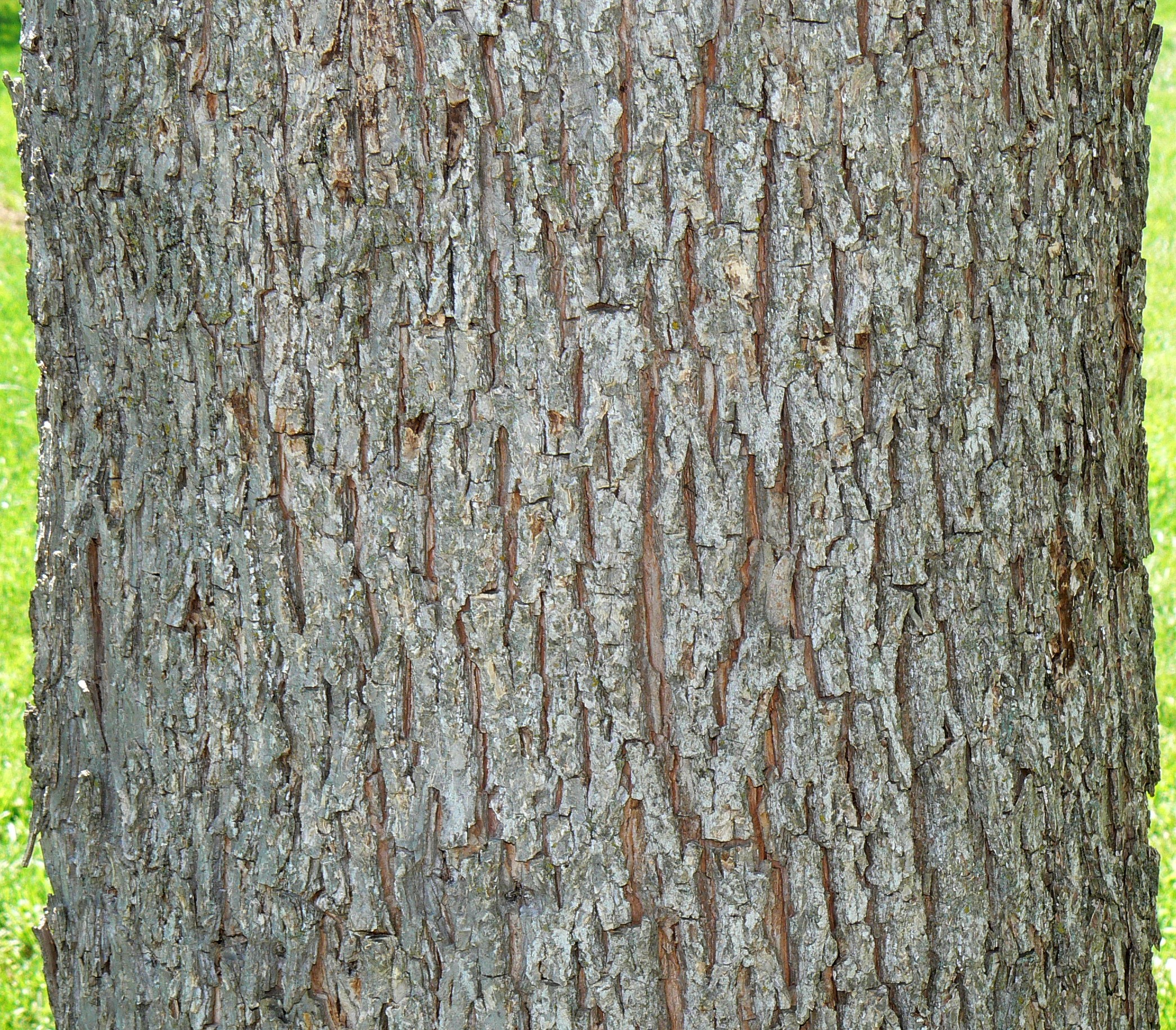 <p>Name this tree (scientific + common name)</p>