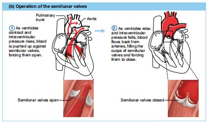 <p>venttricle contraction and a rise in intraventricular pressure opens semilunar valves, ventricle relaxation and a fall in intraventricular pressure closes semilunar valves</p>