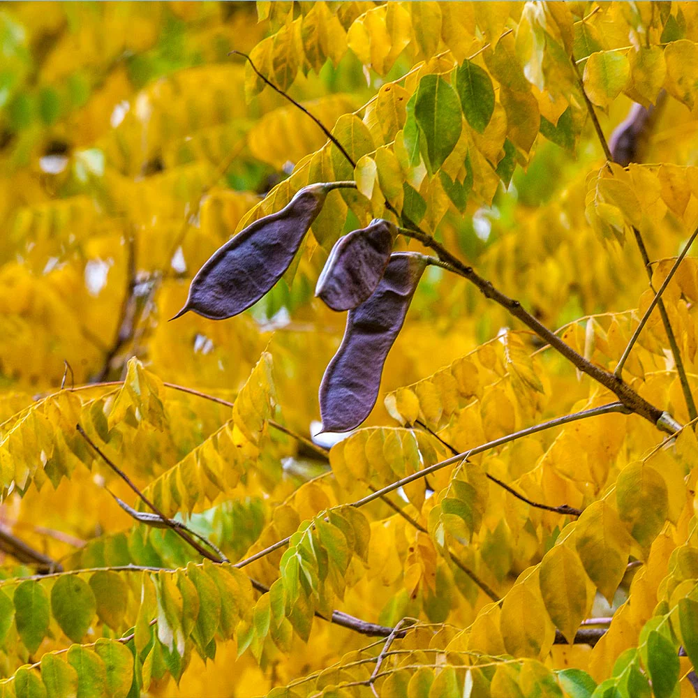 <p>Bipinnately compound leaves, leaflets have acute tips, large leaf scars, very small appressed buds and no true terminal buds, large salmon-colored piths, platy bark with narrow scaly ridges, low drooping branches, large but short seed pods with big black seeds</p>