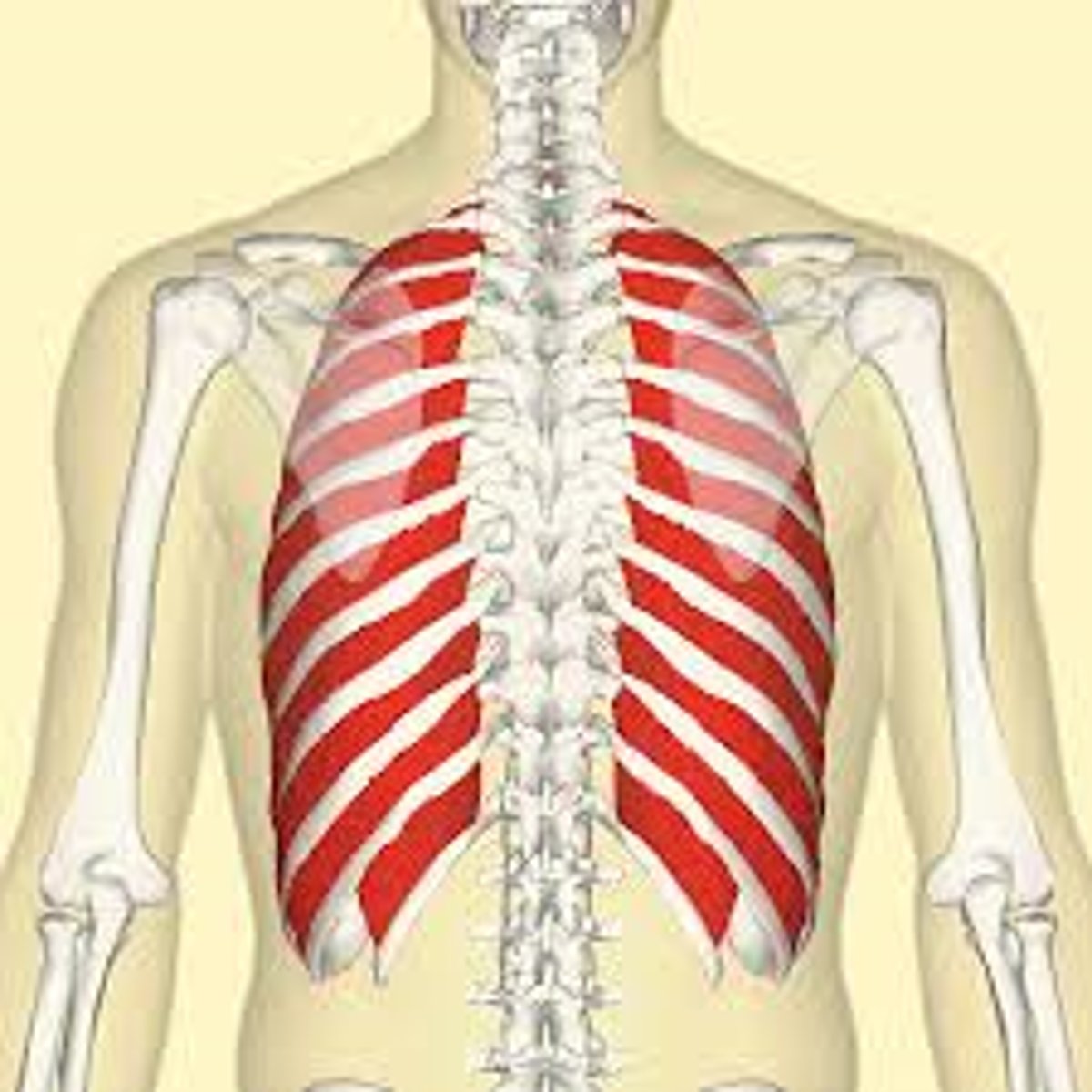 <p>anterior, in between ribs, fibers run opposite direction, external muscles open lungs, internal close lungs</p>