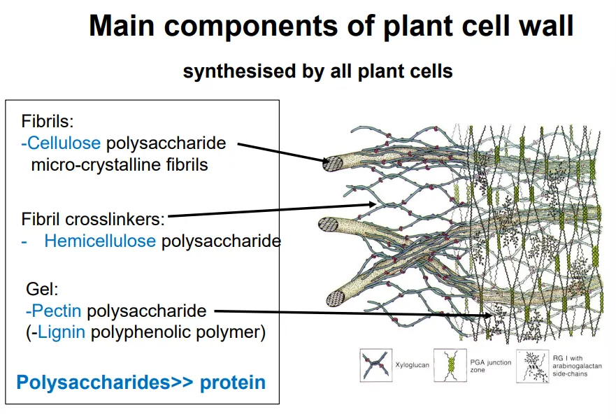 <ul><li><p>very little protein content (unlike animal ECM)</p></li></ul><p></p>