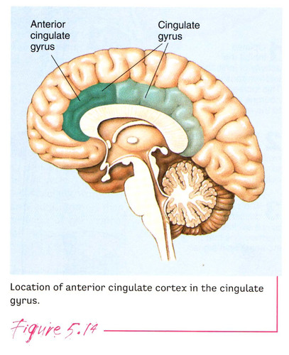 Important for the experience of normal emotion and self-control (projects inhibitory circuits into the amygdala)