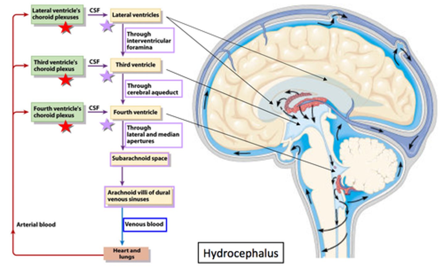 <p>Fluid in the space between the meninges that acts as a shock absorber that protects the central nervous system as well as maintains a proper chemical environment for neural signaling.</p><p>CSF is produced in the lateral ventricles and is resorbed into the venous superior sagittal sinus.</p>