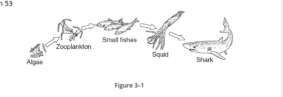 <p>The algae at the beginning of the food chain in Figure 3–1 are</p>