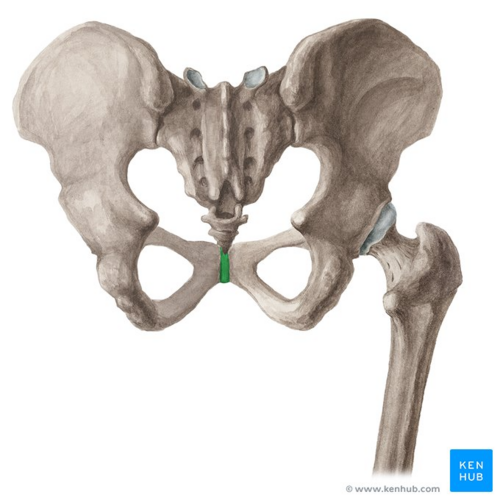 <p>Key Features: Joint at pubic bone front</p><p>Memory Trick: symphony of 2 bones</p>