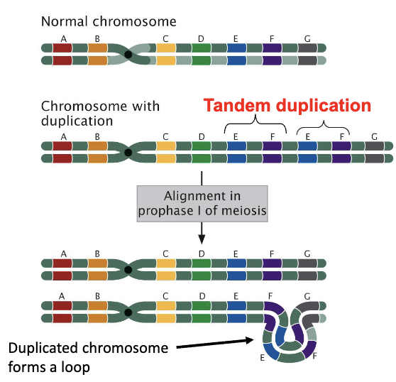 <ul><li><p>duplicated chromosomes (specifically in the case of tandem duplication) forms a loop during prophase I of meiosis </p></li><li><p>also by various molecular methods that detect higher gene dosage </p></li></ul><p></p>