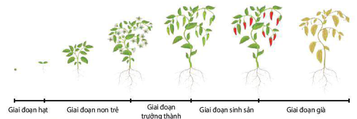 <p>Giai đoạn: Hạt → Non trẻ → Trưởng thành → Sinh sản → Già</p>