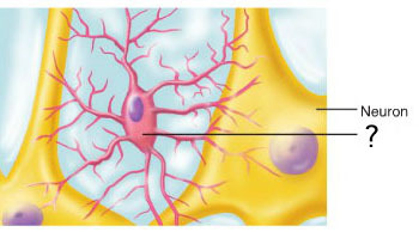 <p>Neuroglial cells found in the CNS that provide protection.</p><p>They will engulf invading microbes or clear debris from dead cells.</p>