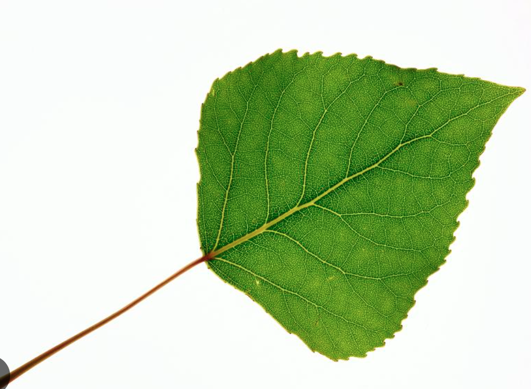<p><strong>spade shaped, with finely saw-toothed; gray to almost white in color</strong></p>
