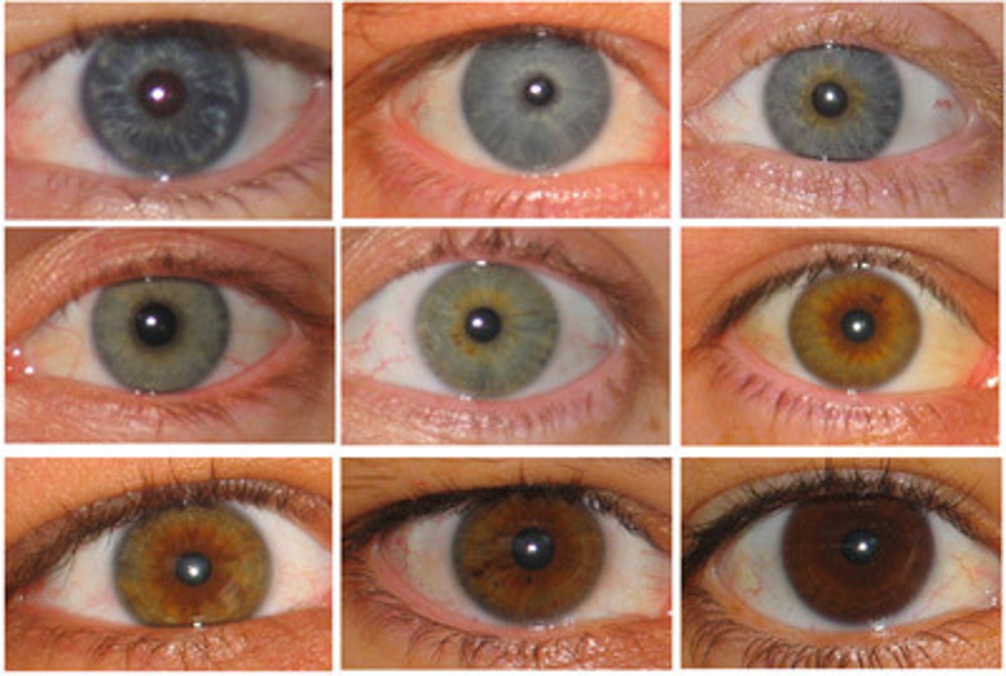 <p>A characteristic that an organism can pass on to its offspring through its genes.</p><p>For instance: Eye color</p>