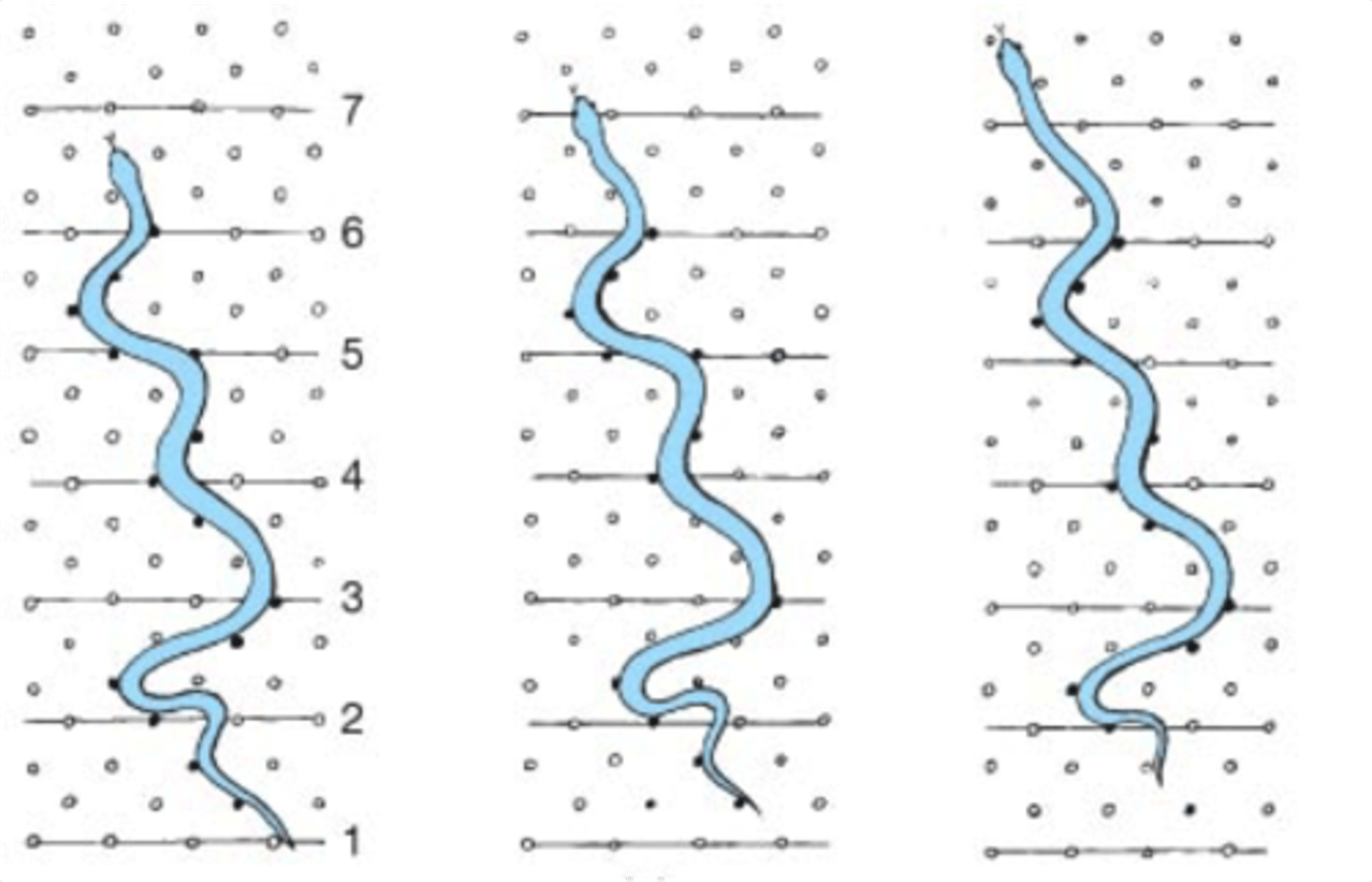 <p>type of movement where snake performs a "S" shape and exerting force against surface irregularities</p><p>-lateral ungulation</p>
