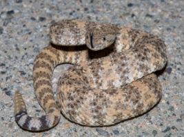 small ranges in southern cali, cookies n creme speckling on specimen