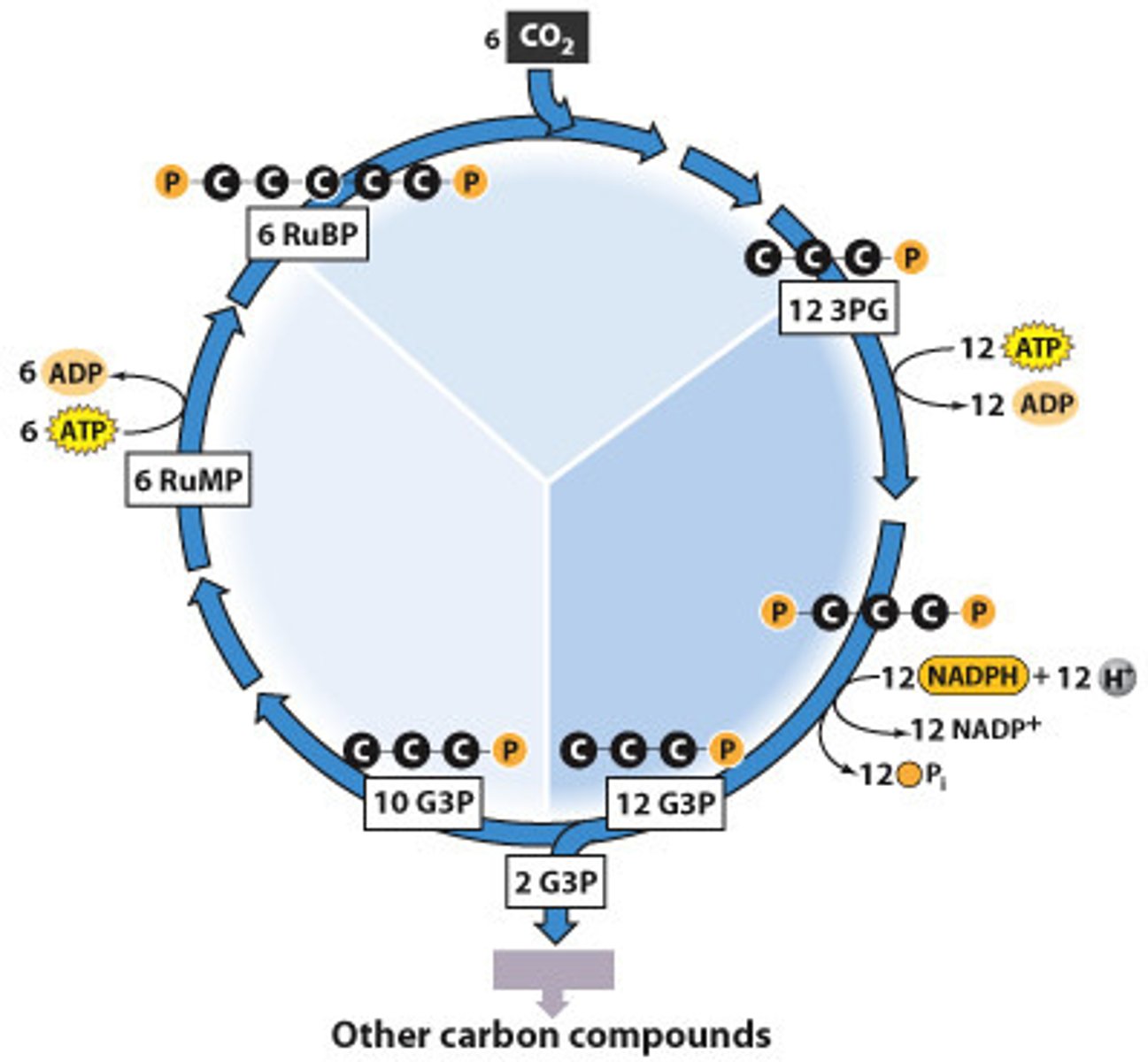 <p>a five-carbon carbohydrate that combines with CO2 to form two molecules of PGA in the first step of the Calvin cycle</p>
