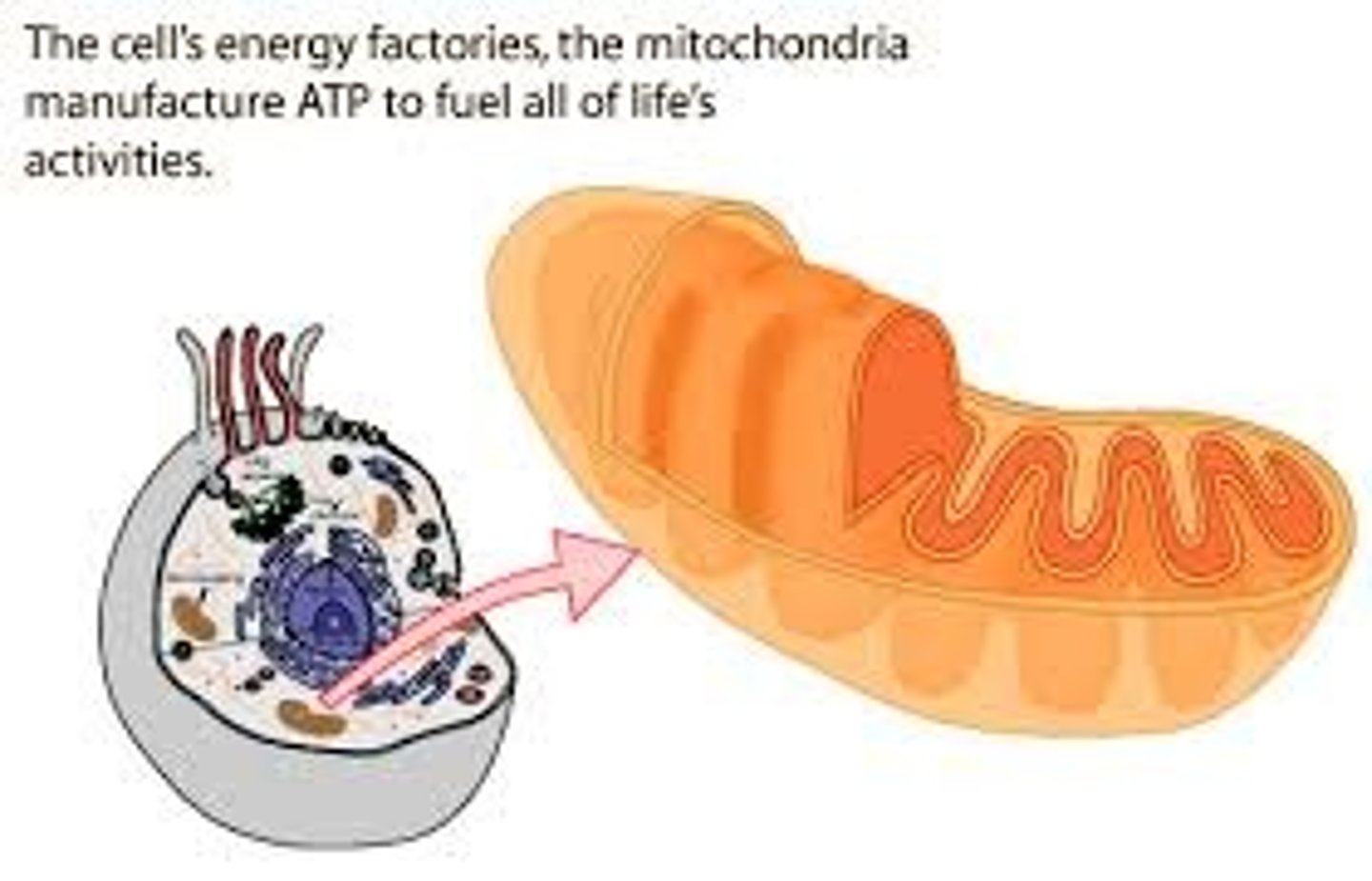 <p>membrane-bound organelle in eukaryotic cells where cellular respiration takes place</p><p>Powerhouse of the cell as it produces ATP; double membrane with a folded inner one called cristae; has own DNA and ribosomes.</p>