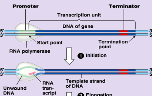 <p>1st of transcription: RNA polymerase attaches to the prompter of a gene unwinding the double helix</p><ul><li><p>a transcription bubble: is formed</p></li><li><p>prompter: mRNA start codon, AUG. methionine</p></li></ul><p></p>