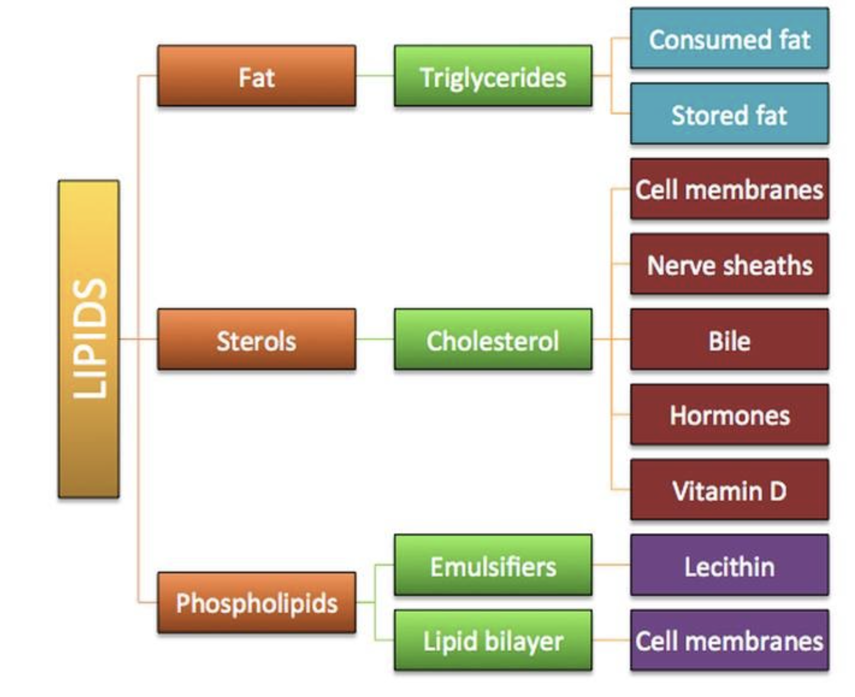 <ul><li><p>diverse group of non-polar hydrocarbons </p></li><li><p>stores energy, provides insulation, cushioning, protection, serves as building blocks, in cellular membranes </p></li></ul><p></p>