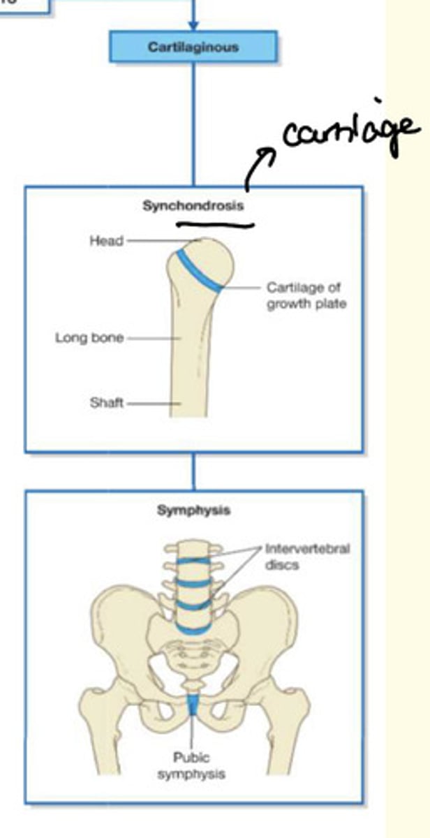 <p>Synchondrosis</p><p>Symphysis</p>