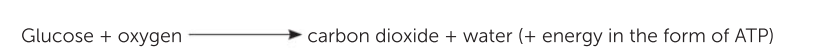 <p>A consumer is an organism that depends on other organisms for its nutrients and energy requirements. Many consumers are herbivores, animals that feed on plants. Herbivores, including grazing animals, consume large amounts of plant material. They extract energy stored in chemical bonds by a process called cellular respiration. Cellular respiration is a metabolic process. It is the chemical breakdown of organic matter in order to release energy. Cellular respiration can be represented as:</p>