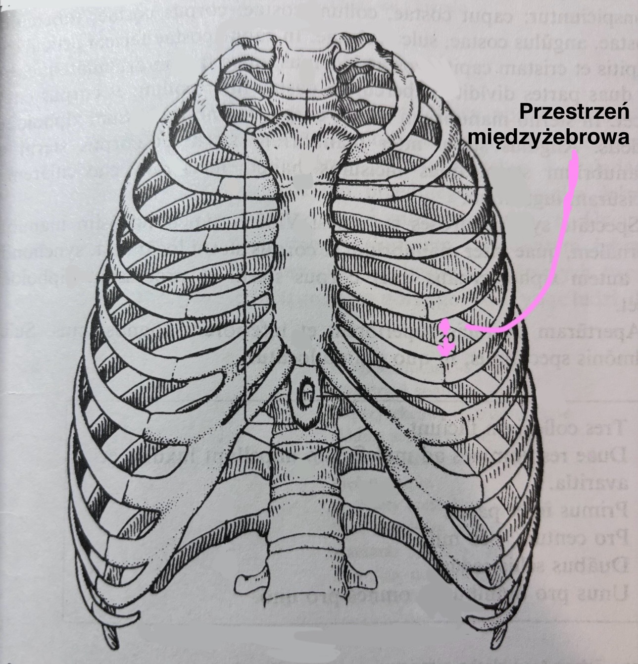 <p>Spatium intercostale</p>