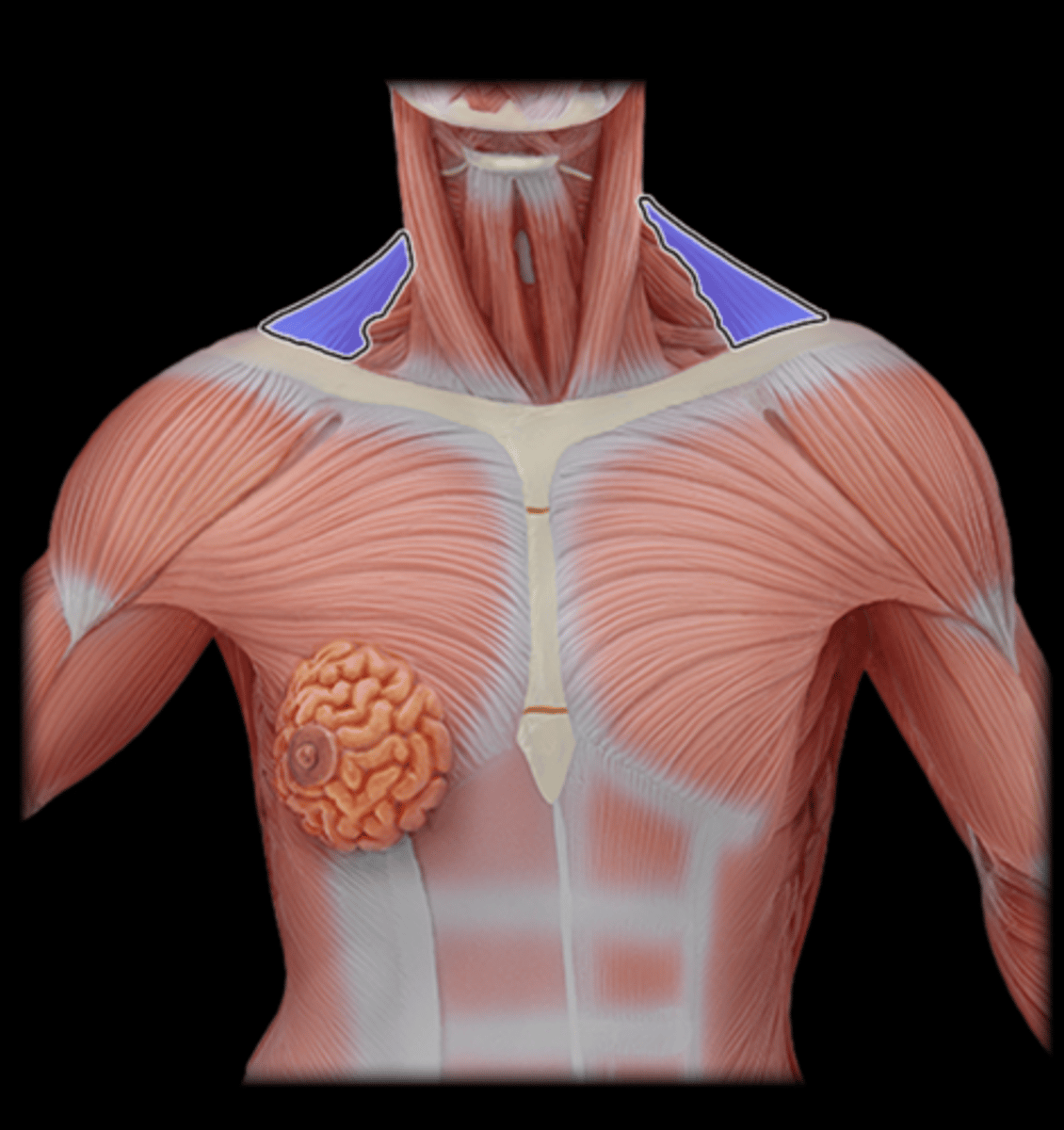 <p>What Muscle Is Highlighted?</p>