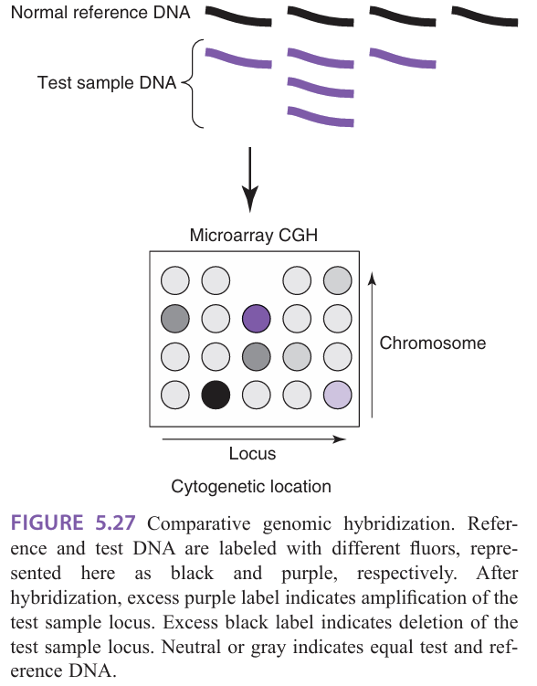 <p class="Paragraph SCXW215493168 BCX0" style="text-align: left;"><span style="line-height: 18px;">Comparative genome hybridization (CGH): designed to test DNA&nbsp;</span></p><ul><li><p class="Paragraph SCXW215493168 BCX0" style="text-align: left;"><span style="line-height: 18px;">Used to screen the genome or specific genomic loci for deletions and amplifications&nbsp;</span></p></li></ul><ul><li><p class="Paragraph SCXW215493168 BCX0" style="text-align: left;"><span style="line-height: 18px;">Genomic DNA is isolated, fragmented, and labeled for hybridization on the chip&nbsp;</span></p></li></ul><ul><li><p class="Paragraph SCXW215493168 BCX0" style="text-align: left;"><span style="line-height: 18px;">Provides higher resolution and more defined genetic information than traditional cytogenetic analysis&nbsp;</span></p></li></ul><ul><li><p class="Paragraph SCXW215493168 BCX0" style="text-align: left;"><span style="line-height: 18px;">Limited to the analysis of loci represented on the array&nbsp;</span></p></li></ul><ul><li><p class="Paragraph SCXW215493168 BCX0" style="text-align: left;"><span style="line-height: 18px;">Advantage = can be performed on fixed tissue and limiting samples&nbsp;</span></p></li></ul><p></p>
