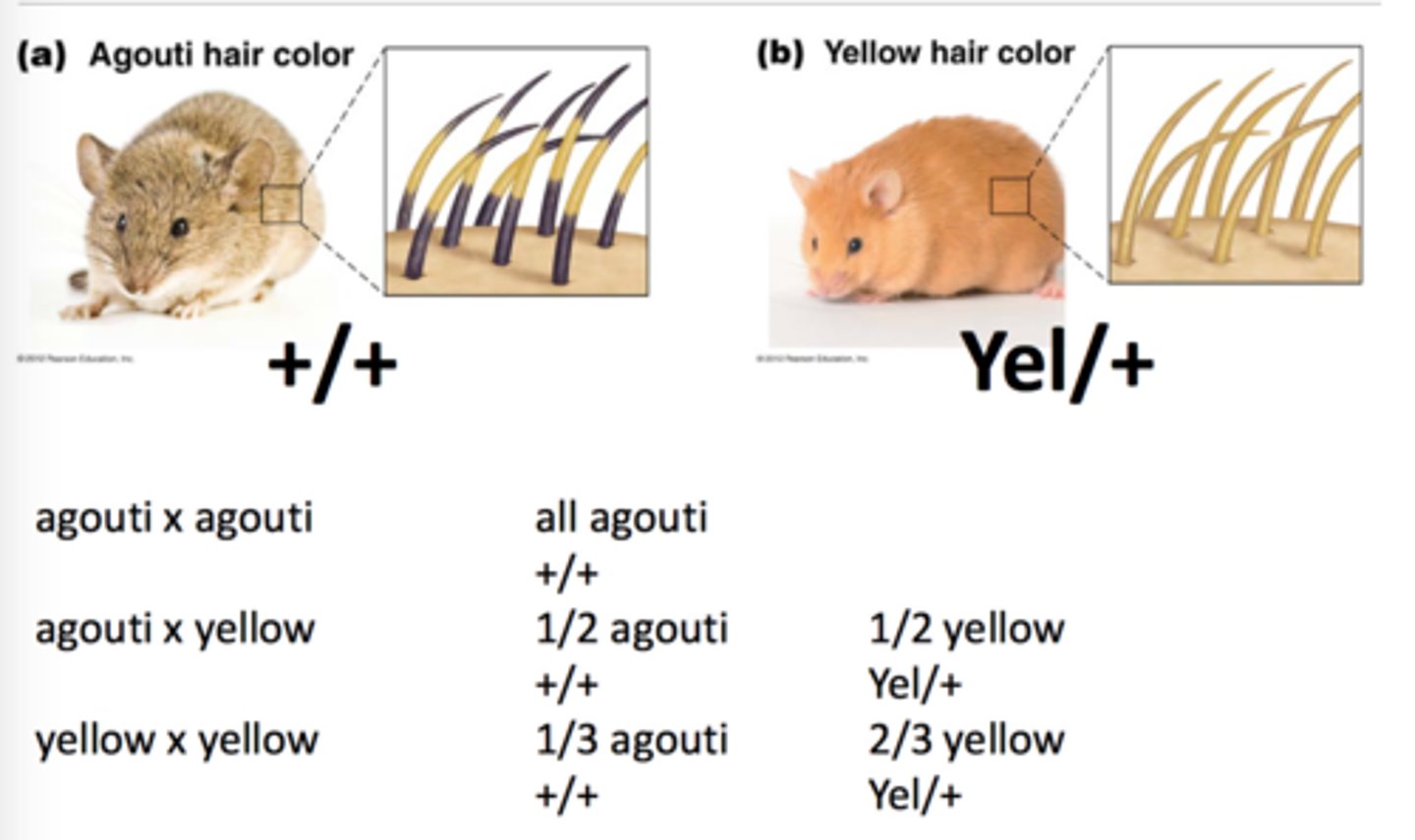 <p>dominant; encode a protein that give yellow (pheomelanin) pigment in the hair shaft of mice</p>