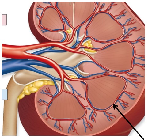 <p>Identify the artery indicated by the arrow:</p>