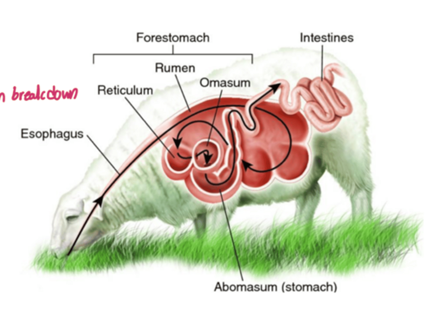 <p>significance of the abomasum of the ruminant stomach</p>