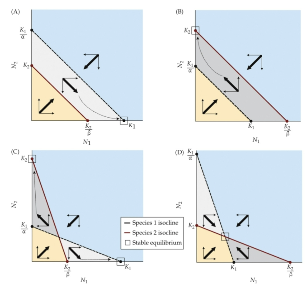 <p>four possible outcomes:</p><ol><li><p>one species always wins</p></li><li><p>the other species always wins</p></li><li><p>either species can win depending on starting conditions</p></li><li><p>stable coexistence (comp weak or equal)</p></li></ol><p></p>