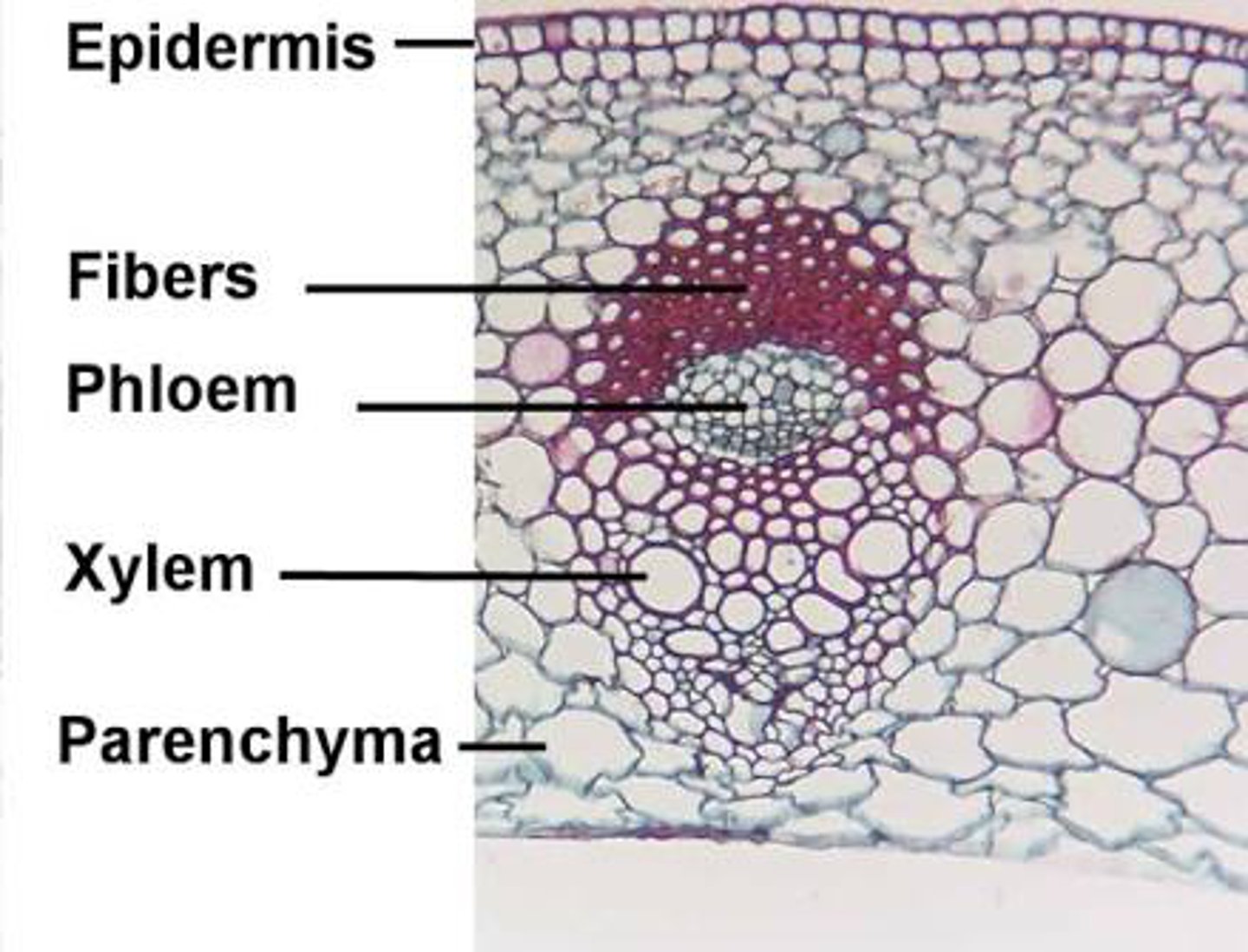 <p>Least specialized, NO secondary cell wall, Thin, primary cell wall, Holds water and stores nutrients in large central vacuole, Does MOST of the metabolism to support the plant</p>