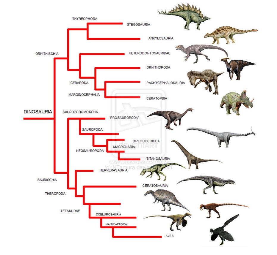 <p><span>What does this image portray?</span></p><p>a) dinosaur phylogeny</p><p>b) dinosaur ecology</p><p>c) convergent evolution</p><p>d) key innovation</p>