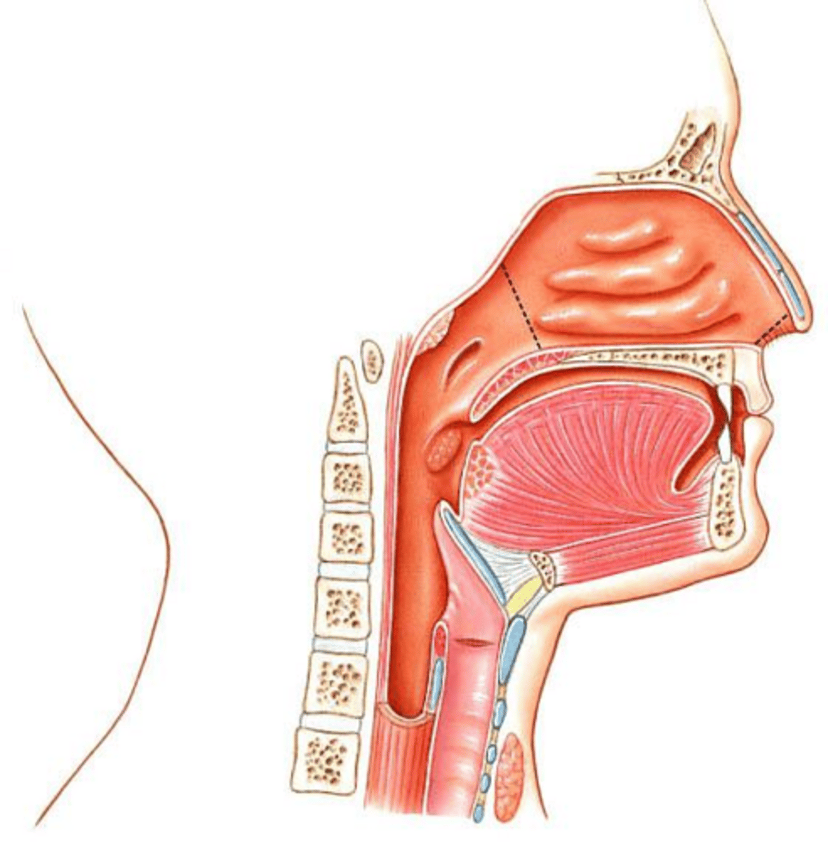 <p>To filter, warm, and humidify the air before it enters the lungs.</p>