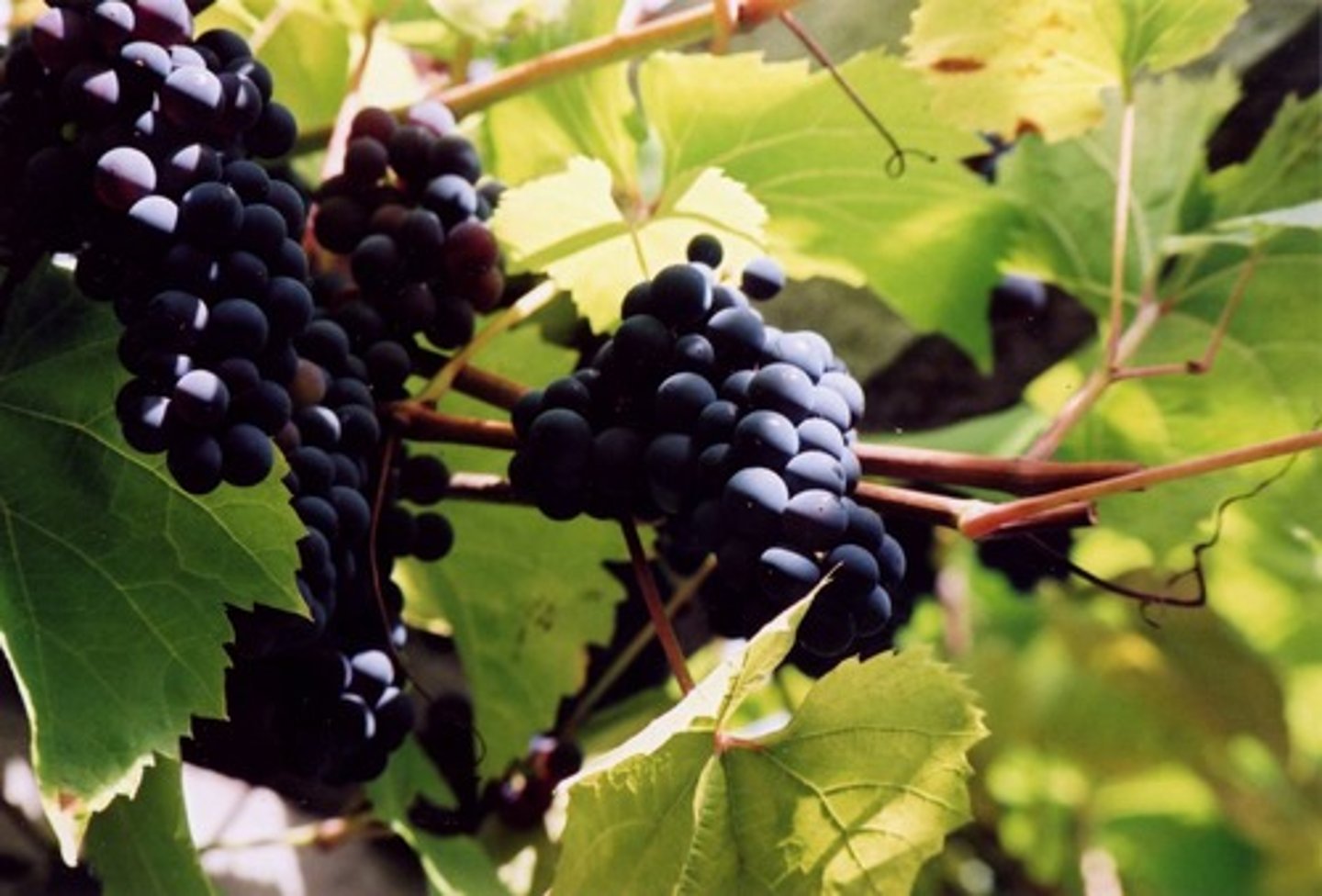 <p>GARDENS AND GRAPEVINES</p>