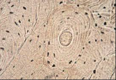 <p>What is this cross-section of?</p>