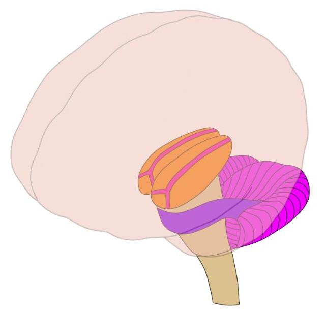 <p>brain’s sensory switchboard, directs messages to all sensory areas in cortex</p>