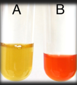 <p>MR-VP Methyl Red Test — What reagent is added to this medium?</p>
