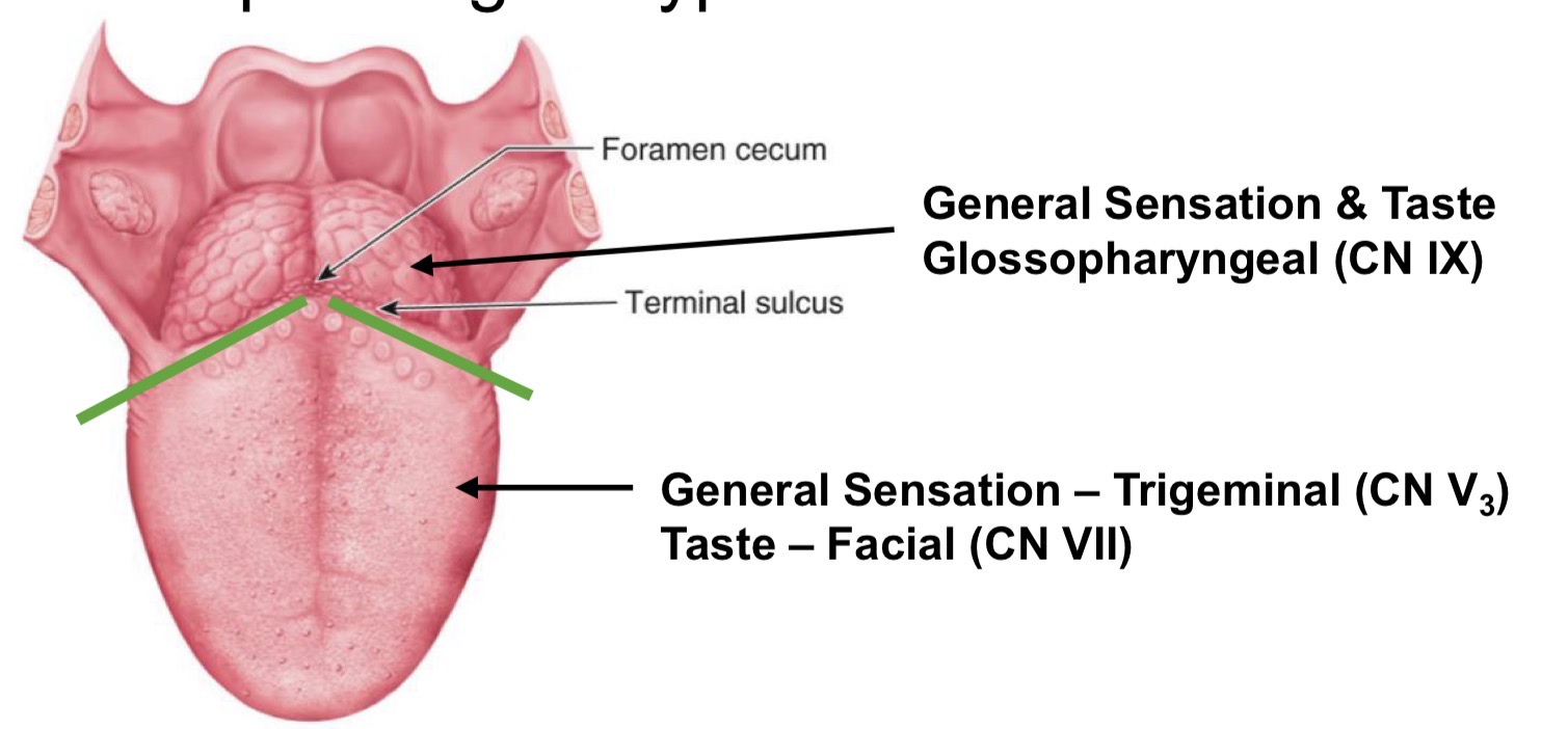 <ul><li><p>motor </p><ul><li><p>hypoglossal (CN XII) for most</p></li><li><p>palatoglossus innervated by Pharyngeal plexus (CN X)</p></li></ul></li><li><p>arterial supply</p><ul><li><p>lingual branch of external carotid artery</p></li></ul></li><li><p>sensory</p><ul><li><p>differs depending on type and location (insert pic from slide 12)</p></li></ul></li><li><p>venous drainage</p><ul><li><p>lingual vein > internal jugular vein</p></li></ul></li></ul><p></p>