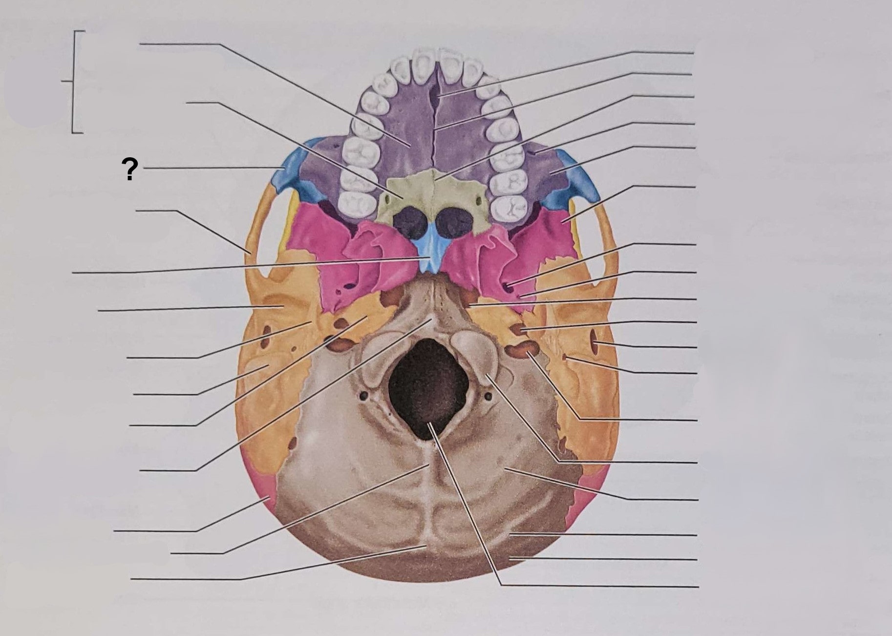 <p>Name the indicated structure</p>