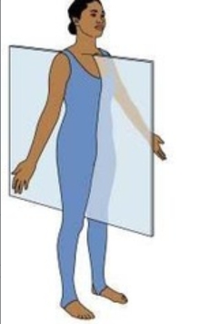 <p>divides the body into right and left</p>