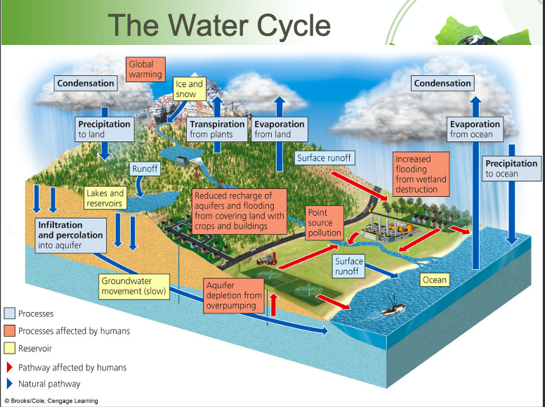 <p>Reservoirs are the atmosphere and hydrosphere; Processes include Evaporation, Condensation, Precipitation, Transpiration; After precipitation water can take various paths including Surface runoff, Glaciers, Seepage, Aquifers/groundwater, Absorption by plants.</p>