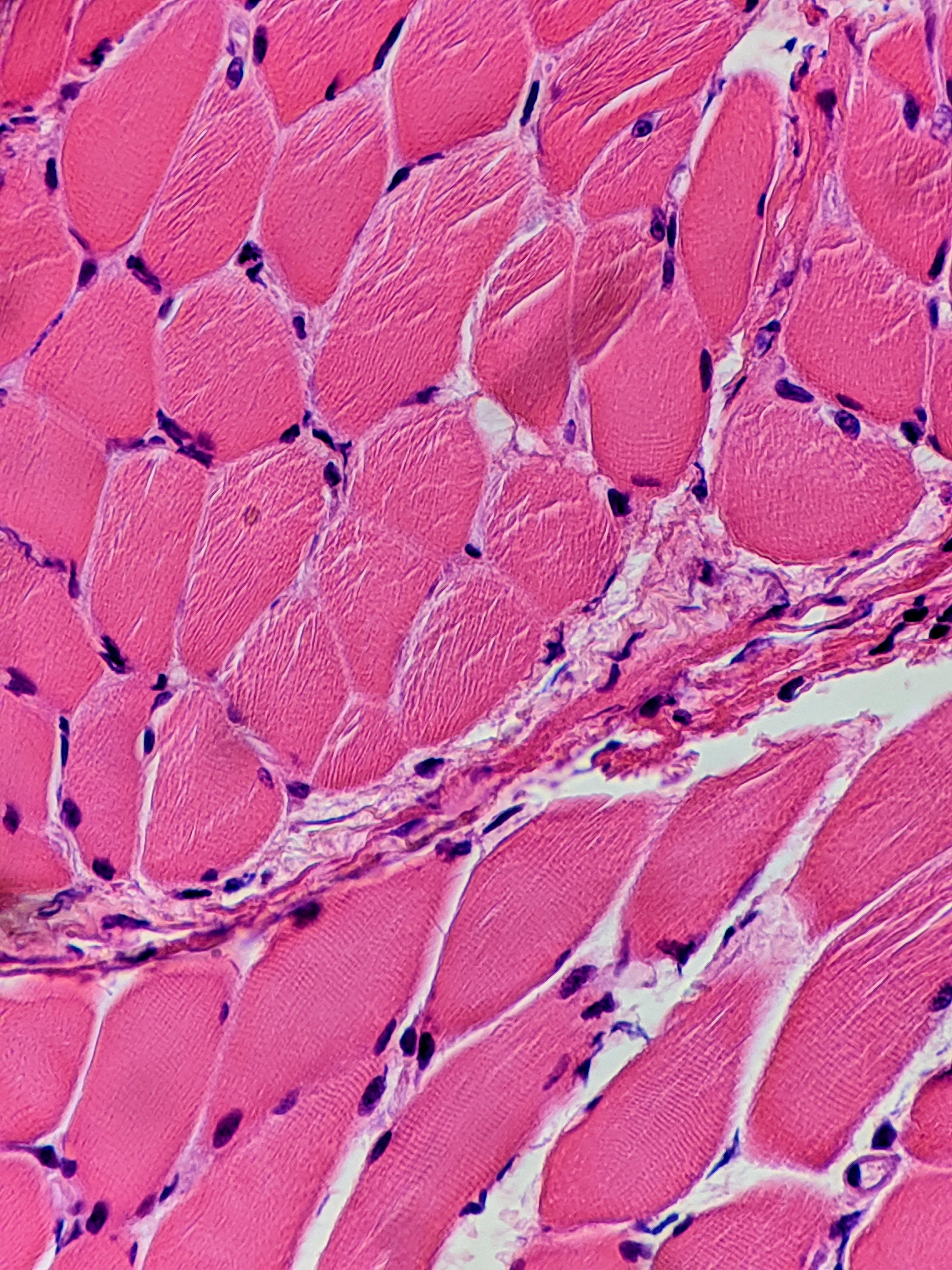 <p>What tissue is this? </p>